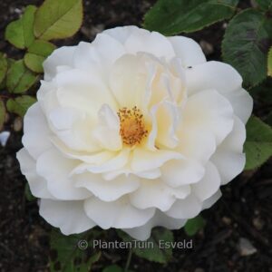 Rosa 'Auckland Metro'