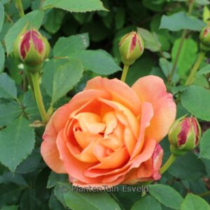 Rosa 'Ausmyson' (LADY OF SHALOTT)
