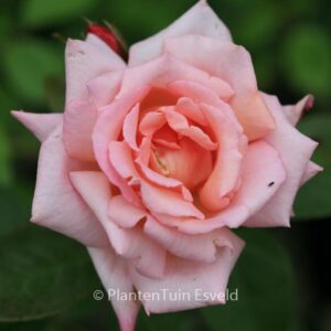 Rosa 'Compassion'