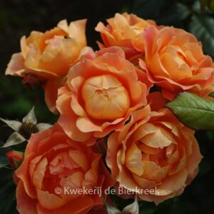 Rosa 'Fellowship'