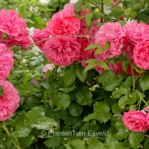 Rosa 'Korters' (ROSARIUM UETERSEN)