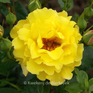 Rosa 'Lichtkoenigin Lucia'