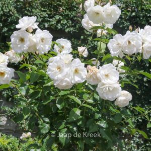 Rosa 'Schneewittchen' (KORBIN)