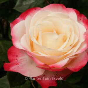 Rosa 'Taneiglab' (NOSTALGIE)