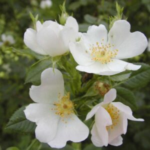 Rosa tomentosa