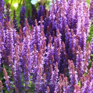 Salvia nemorosa 'Flor Sal Dblue' (SENSATION DEEP BLUE)
