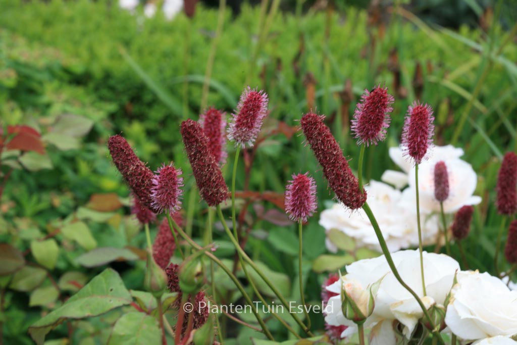 Sanguisorba menziesii