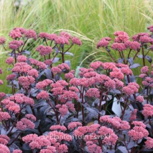 Sedum 'Jose Aubergine'
