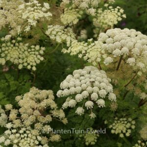 Selinum wallichianum