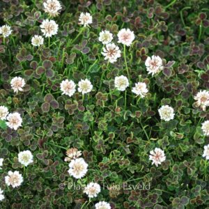 Trifolium repens 'Pentaphyllum'