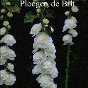 Alcea rosea 'Pleniflora' wit