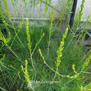 Asphodeline liburnica