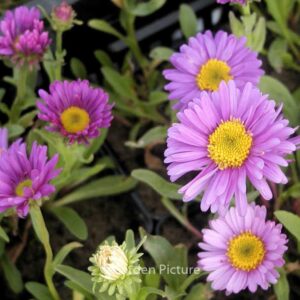 Aster alpinus 'Dunkle Schoene'