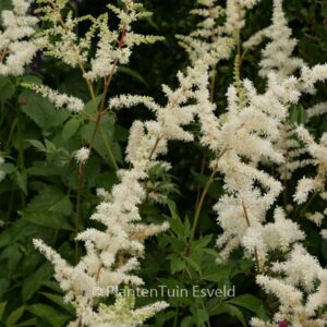 Astilbe 'Diamant'