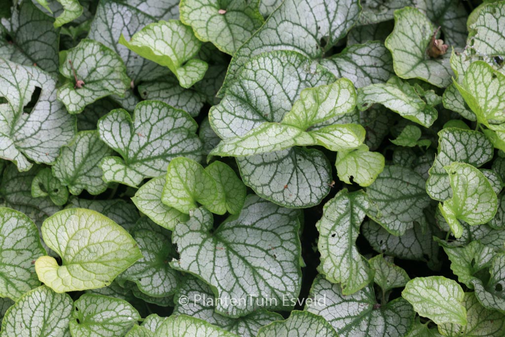 Brunnera macrophylla 'Mr. Morse'