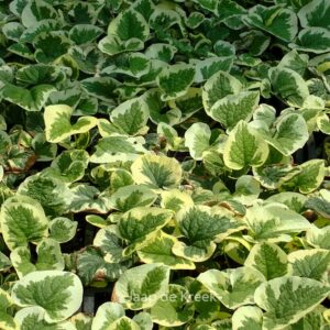 Brunnera macrophylla 'Variegata'