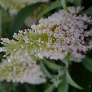 Buddleja davidii 'Little White' (BUTTERFLY CANDY)