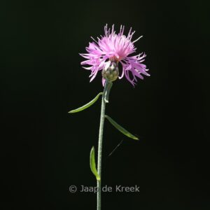 Centaurea stoebe