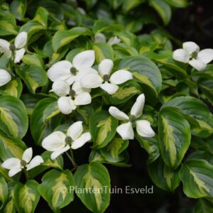 Cornus kousa 'Gold Star'