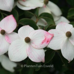 Cornus kousa 'Wieting's Select'