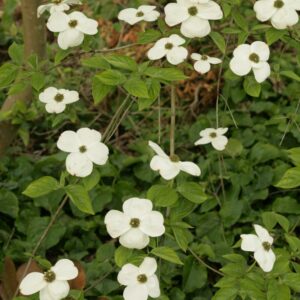 Cornus nuttallii 'Monarch'