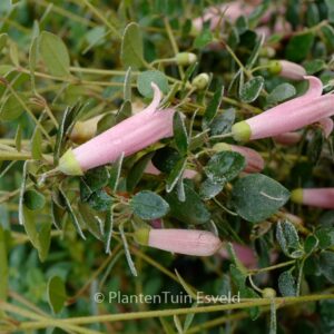 Correa pulchella