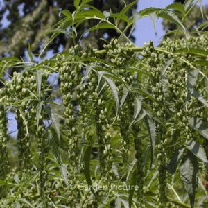 Datisca cannabina