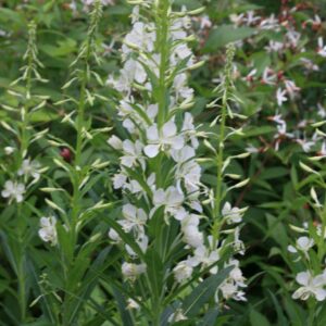 Epilobium angustifolium 'Album'