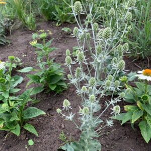 Eryngium planum 'Magical Silver'