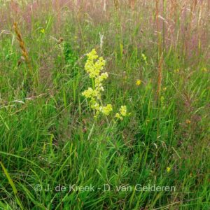 Galium sylvaticum