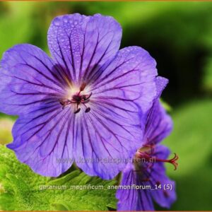 Geranium magnificum 'Anemoniflorum'
