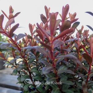 Hebe 'Bronze Glow'