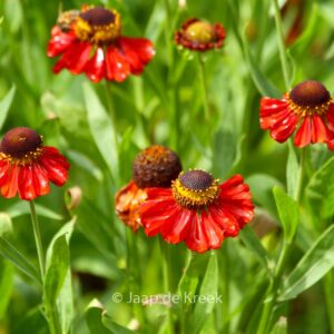 Helenium 'Kupferzwerg'