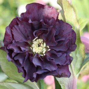 Helleborus orientalis 'Double Ellen Purple'