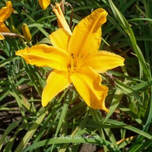Hemerocallis 'Burning Daylight'