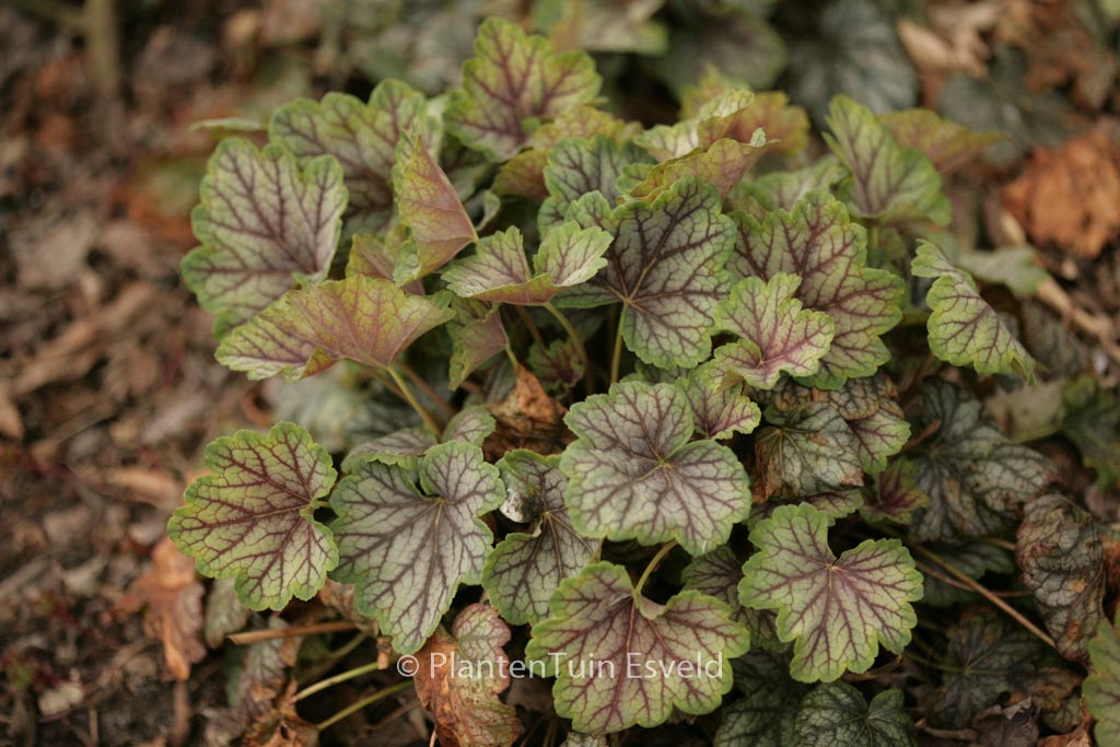 Heuchera 'Green Spice'