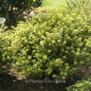Ilex crenata 'Twiggy'