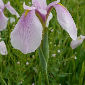 Iris laevigata 'Rose Queen'