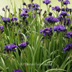 Iris sibirica 'Kabluey'
