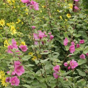 Lavatera 'Burgundy Wine'