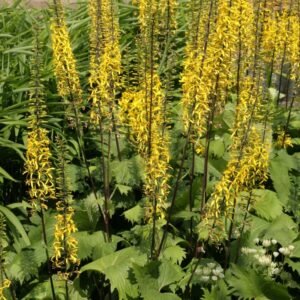 Ligularia 'Little Rocket'