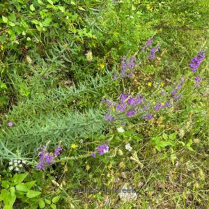 Linaria purpurea