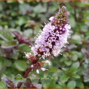 Mentha 'Blackcurrant'