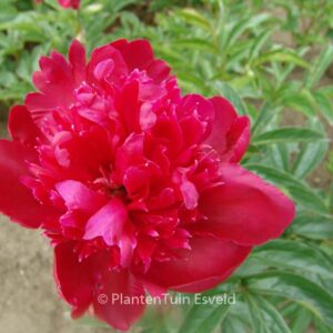 Paeonia 'Inspecteur Lavergne'