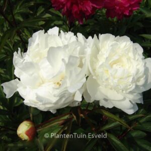 Paeonia 'Mme Claude Tain'