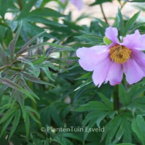 Paeonia veitchii var. woodwardii