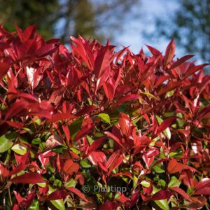 Photinia fraseri 'Devil's Dream'