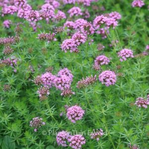 Phuopsis stylosa 'Purpurea'