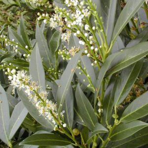 Prunus laurocerasus 'Herbergii'