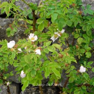 Rosa corymbifera